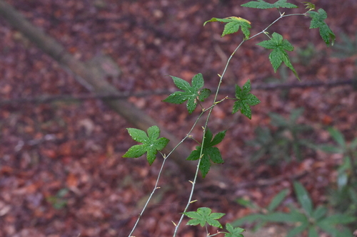 Rubus chingii