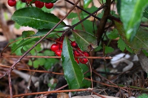 Coralberry