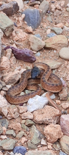 North African Catsnake