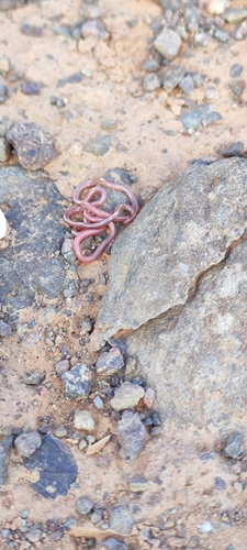 Gambia Blind Snake