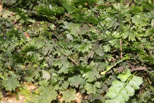 Crepidomanes bipunctatum observed 2026-02-22