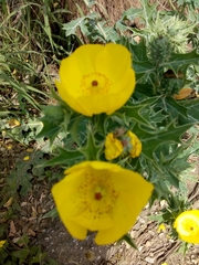 Argemone mexicana