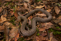 Brown Kukri Snake photo 2