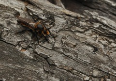 Laphria asackeni