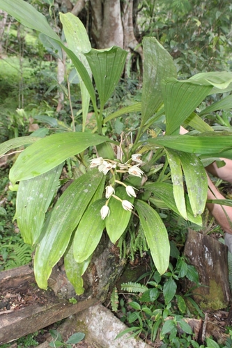 Coelogyne asperata observed 2026-02-22