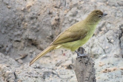 Yellow-bellied Greenbul (Chlorocichla flaviventris), photo 7