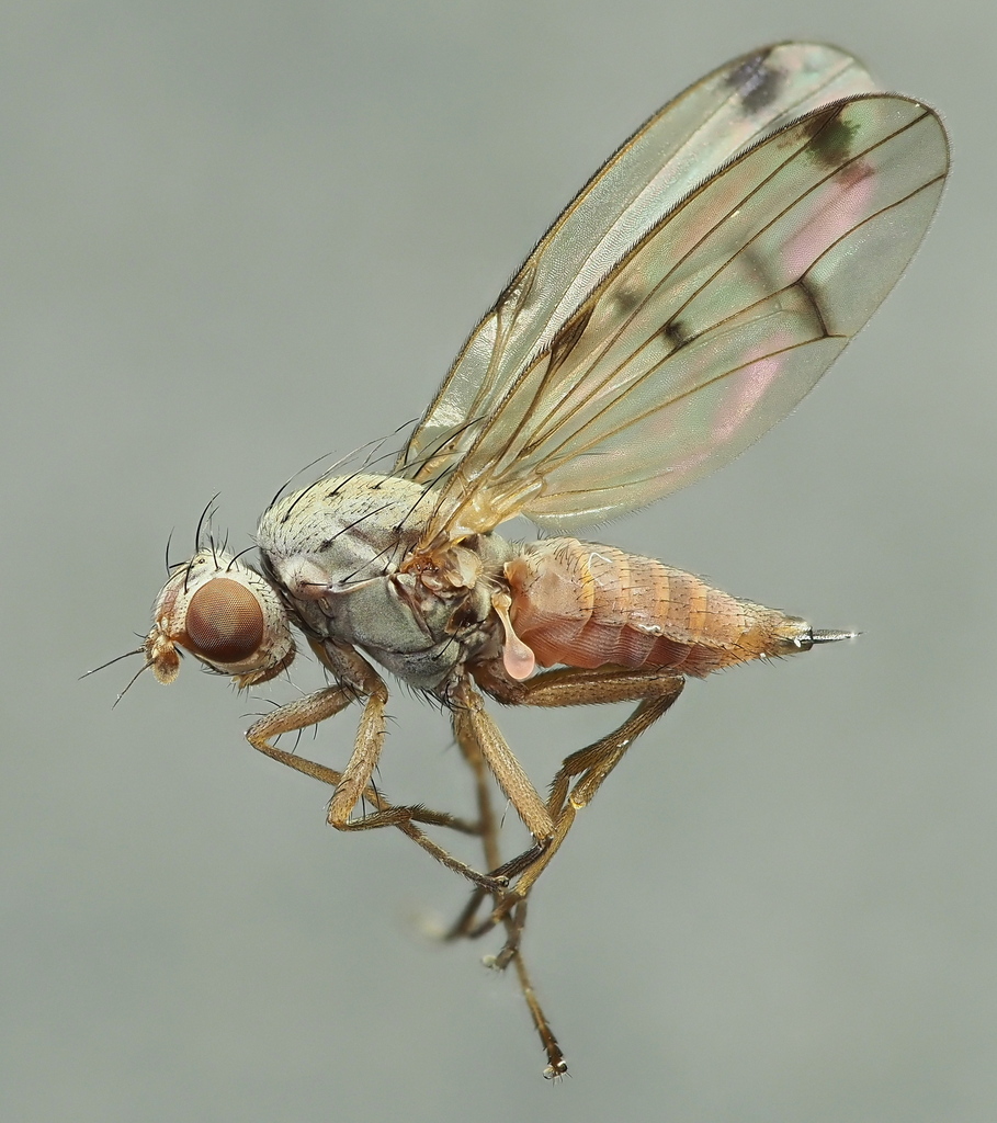 Palloptera scutellata