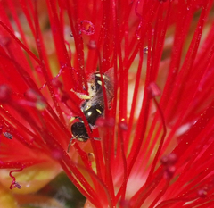 Ceylalictus perditellus