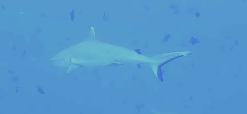 Carcharhinus amblyrhynchos