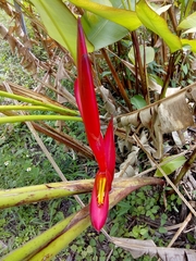 Heliconia bihai
