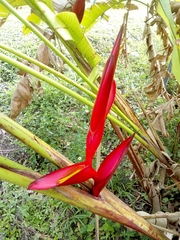 Heliconia bihai
