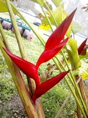 Heliconia bihai