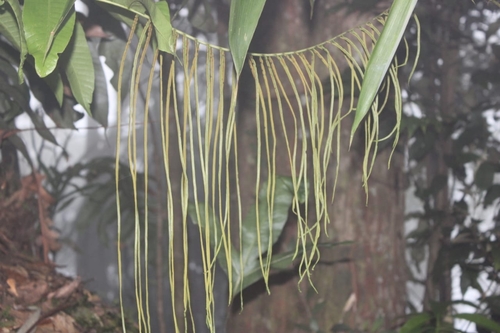 Drynaria drynarioides observed 2026-02-22