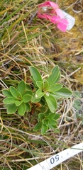 Gentianella impressinervia