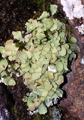 Dermatocarpon luridum