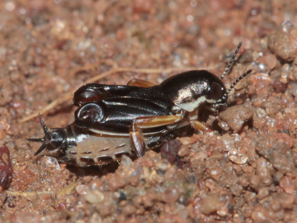 Xya vicheti