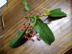 Photinia × fraseri