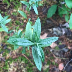 Kalmia polifolia