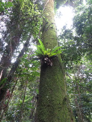 Asplenium australasicum