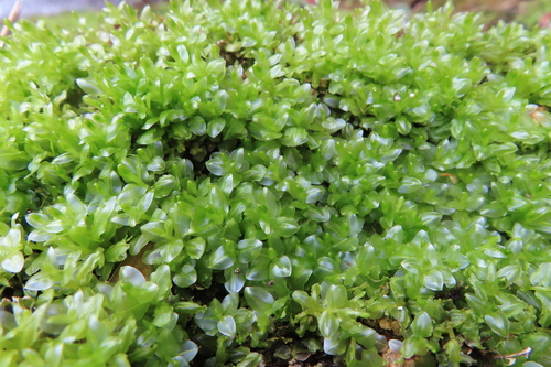 Plagiomnium vesicatum observed 2019-04-04