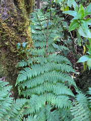 Dryopteris oligodonta, photograph author not stated, no rights reserved