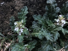 Ajuga nipponensis