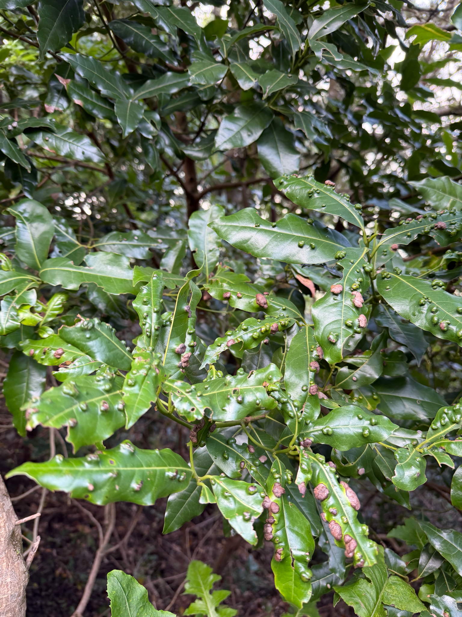 Barbusano (Persea barbujana)