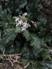 Ajuga nipponensis
