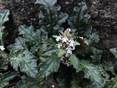 Ajuga nipponensis