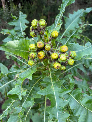 Sonchus congestus, photograph 5