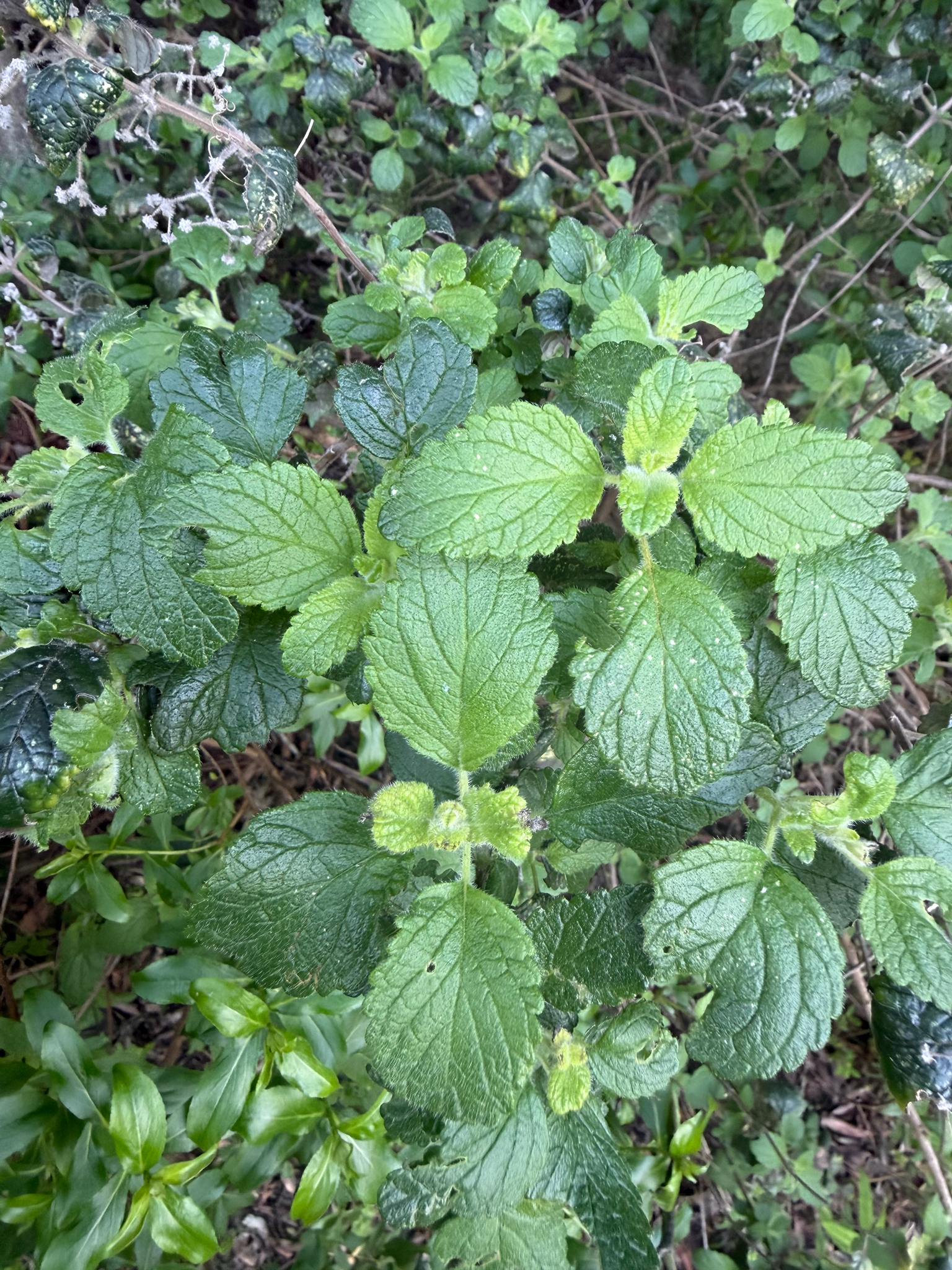 Poleo de monte
