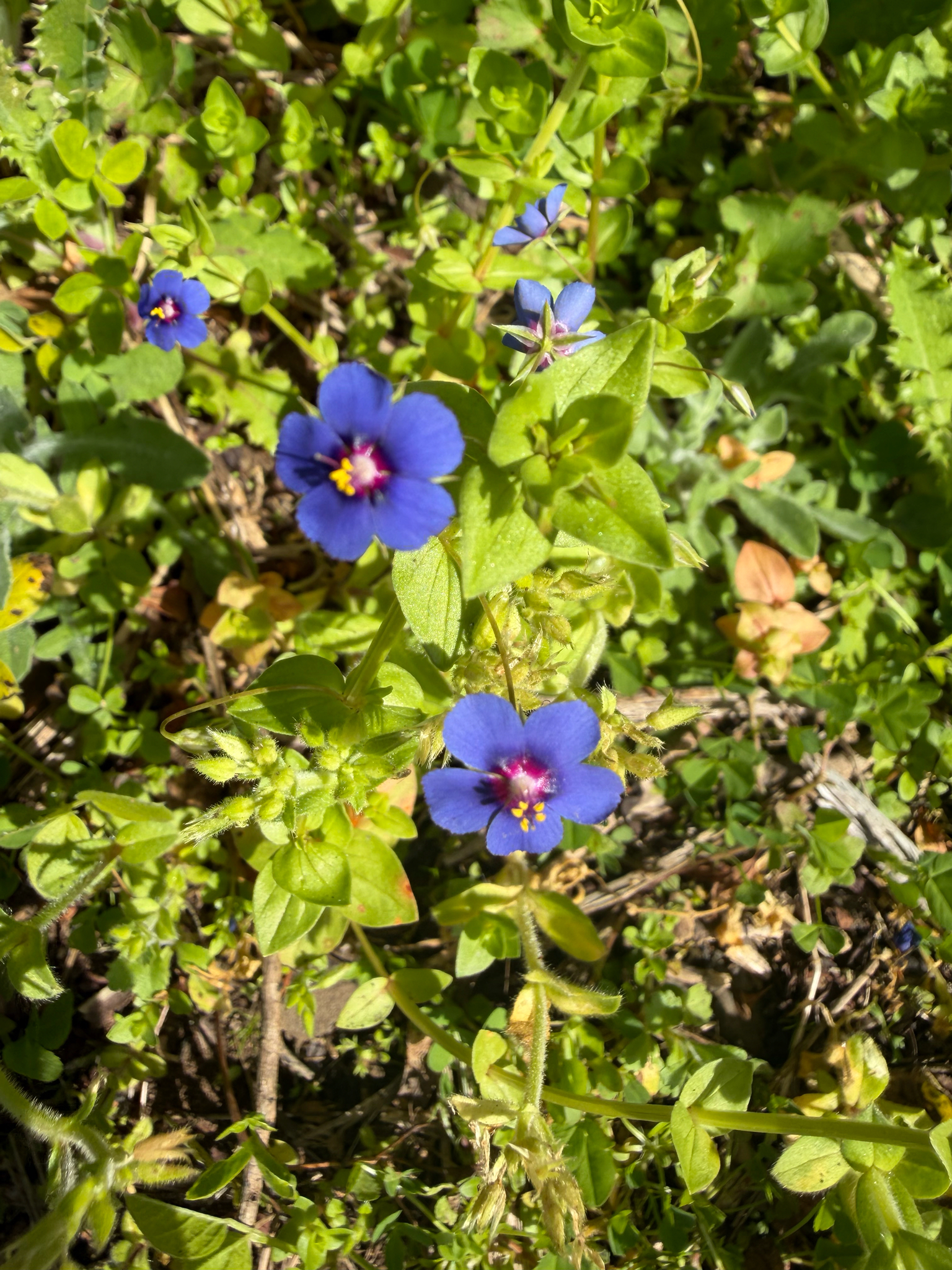 Lysimachia loeflingii