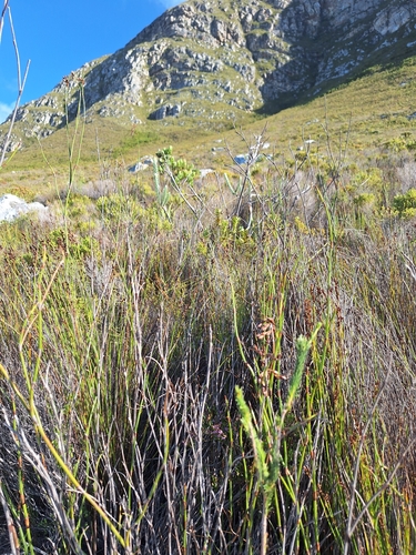 Kogelberg Silver Pea (Liparia vestita)