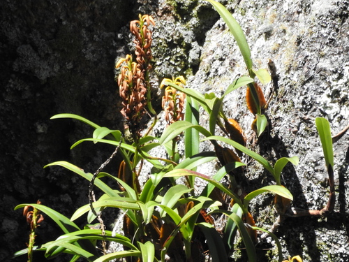 Bulbophyllum alexandrae Schltr. 3