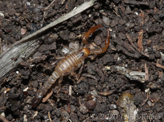 Bothriurus prospicuus