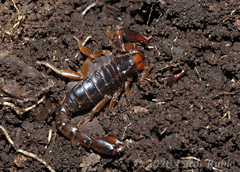 Bothriurus bonariensis