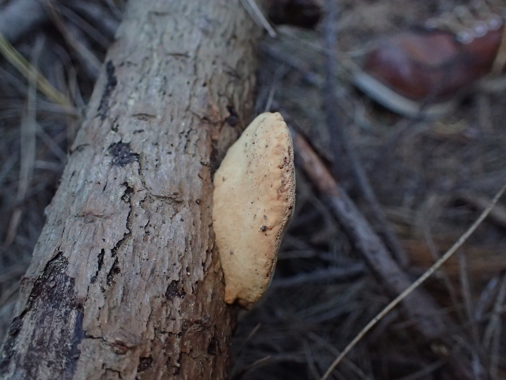 Hapalopilus rutilans · February 2026 · photo: © fuligogirl (iNaturalist, cc-by)