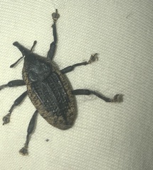 Homalinotus deplanatus