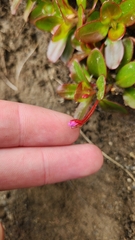 Epilobium crassum