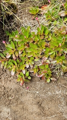 author not stated, no rights reserved Epilobium crassum, photograph author not stated, no rights reserved
