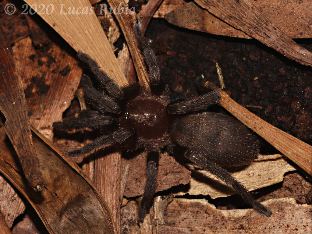 Argentinian Bronze Tarantula