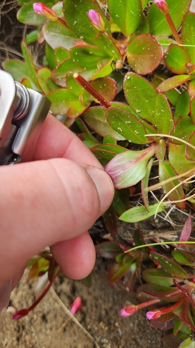 Epilobium crassum, photograph 3