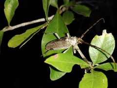 Gnaphalodes trachyderoides