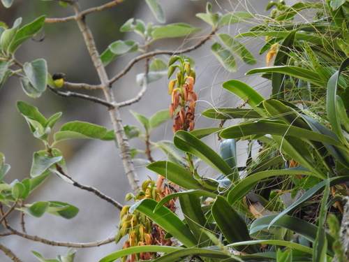Bulbophyllum alexandrae Schltr. 2