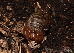 Bothriurus prospicuus
