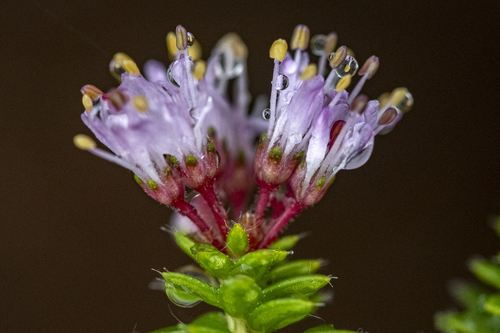 Common Buchu (Agathosma serpyllacea)