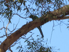 Barnardius zonarius semitorquatus