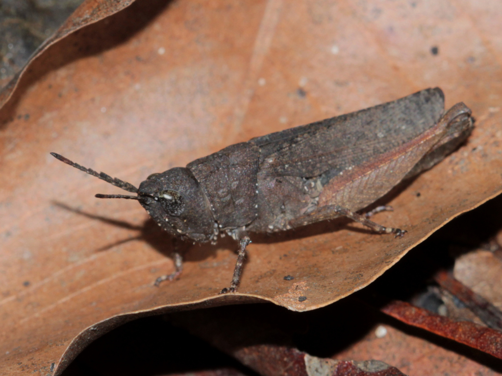 Ocnocerus bayaoi