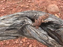 Tympanocryptis centralis