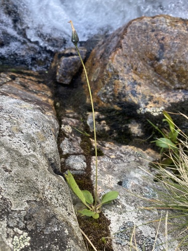 Ravens' hawkweed (Hieracium raveniorum)
